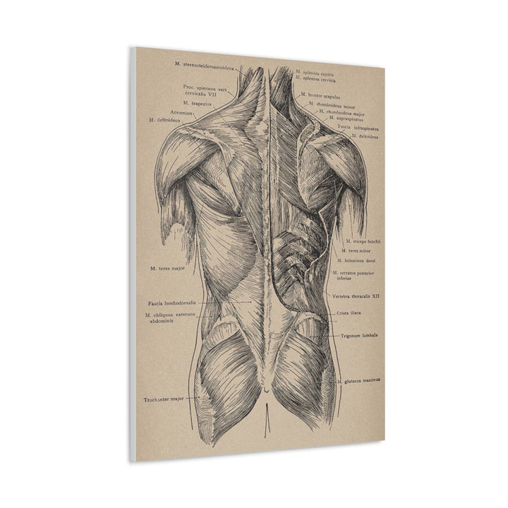 Back Muscles Anatomy Canvas - drtobe