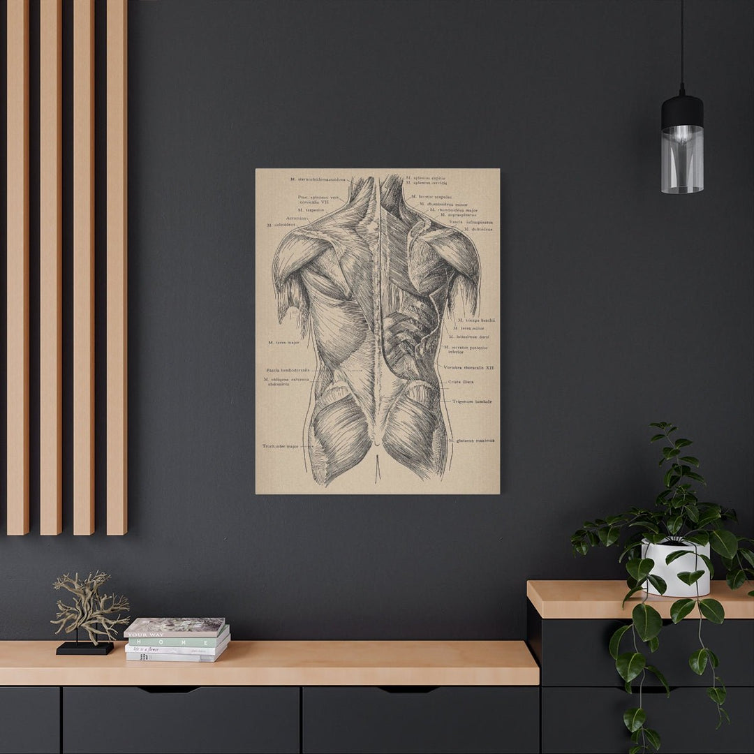 Back Muscles Anatomy Canvas - drtobe