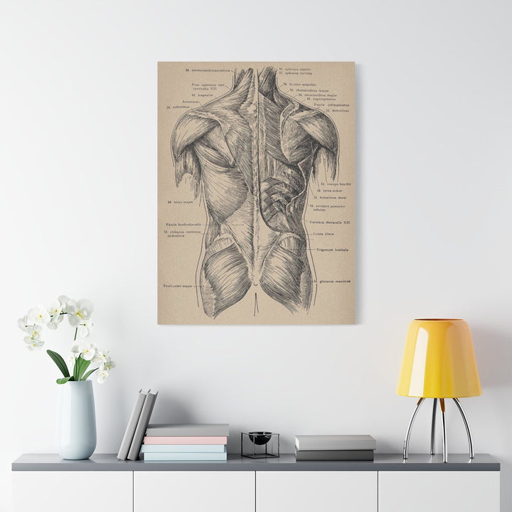 Back Muscles Anatomy Canvas - drtobe