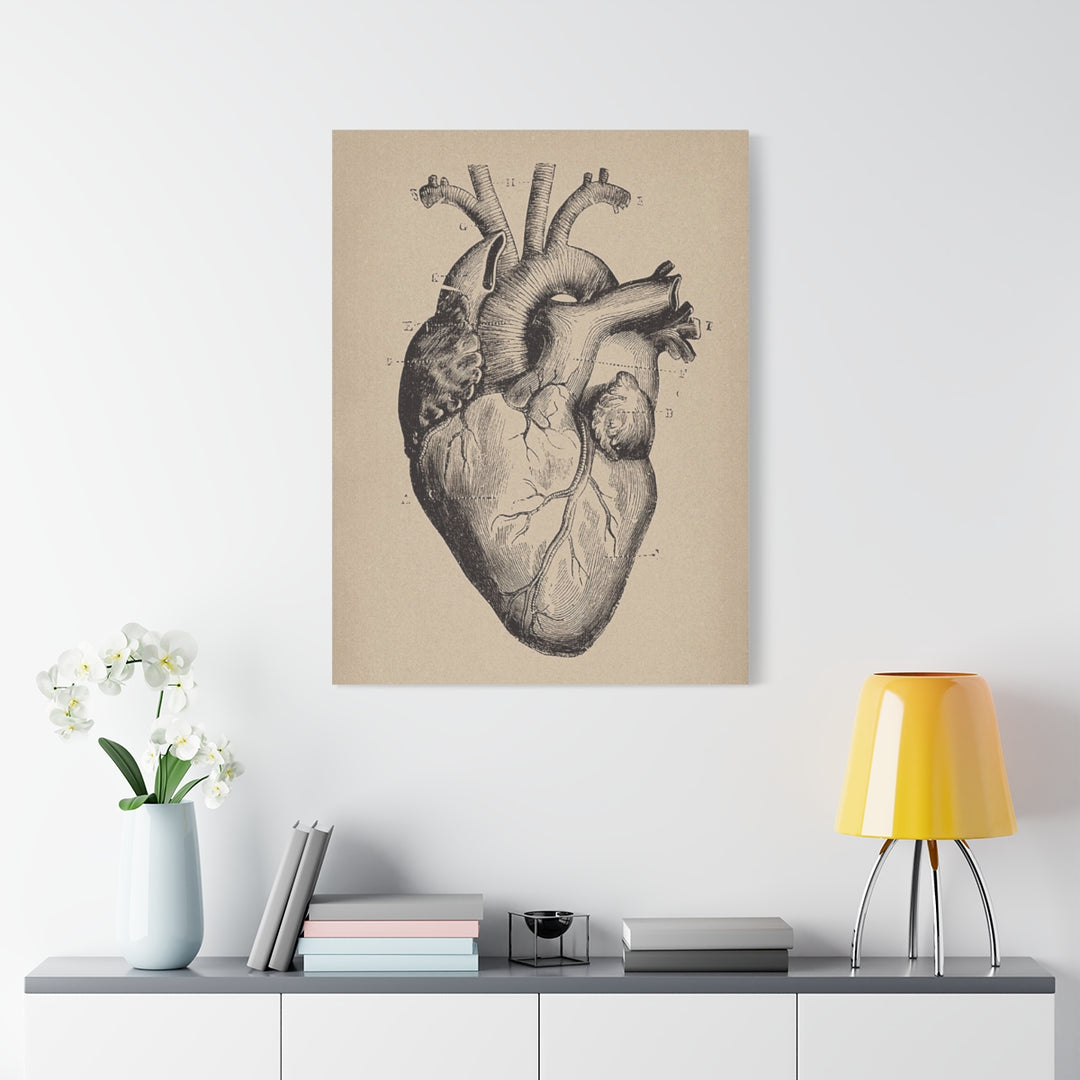 Heart Anatomy Canvas