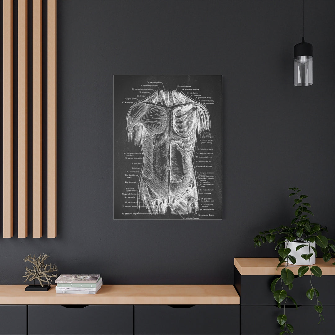 Abdominal Wall Black Anatomy Canvas