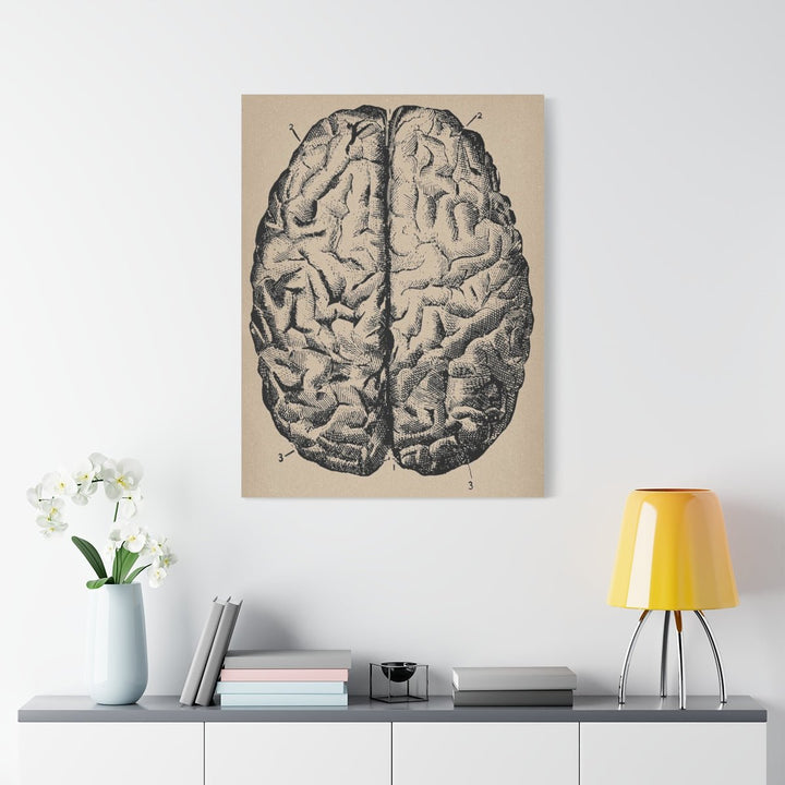Human Brain Anatomy Canvas - drtobe