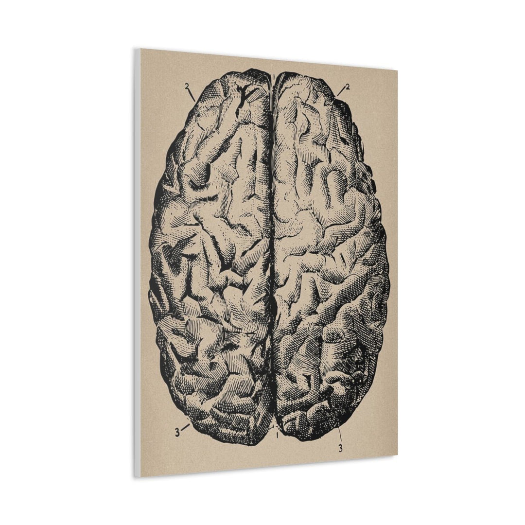 Human Brain Anatomy Canvas - drtobe