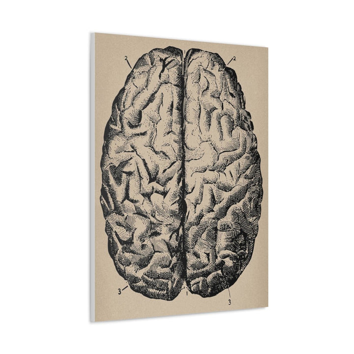 Human Brain Anatomy Canvas - drtobe
