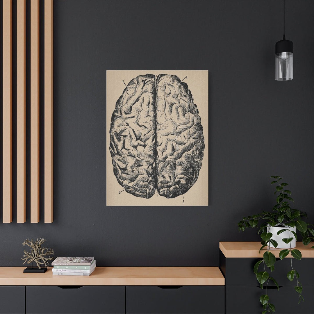 Human Brain Anatomy Canvas - drtobe