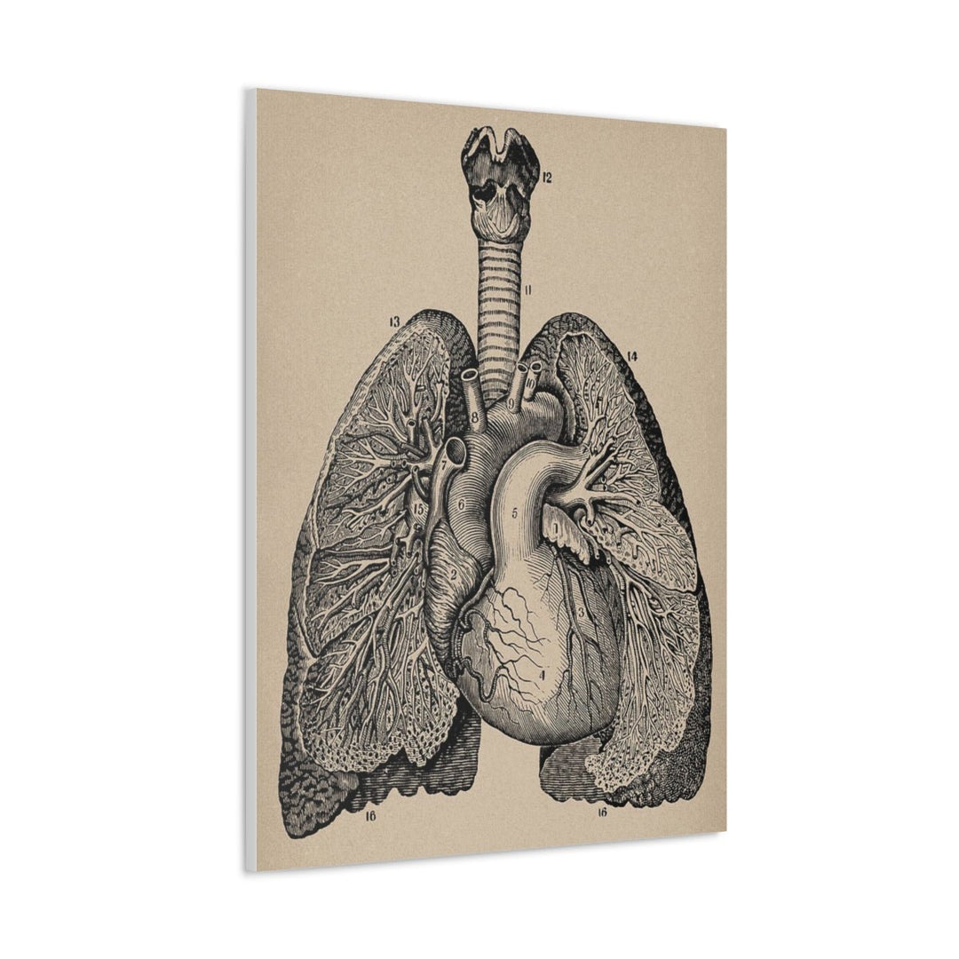 Lung Anatomy Canvas - drtobe