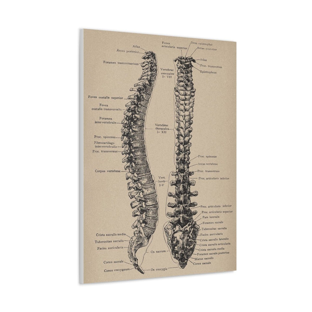 Vertebral Column Anatomy Canvas - drtobe